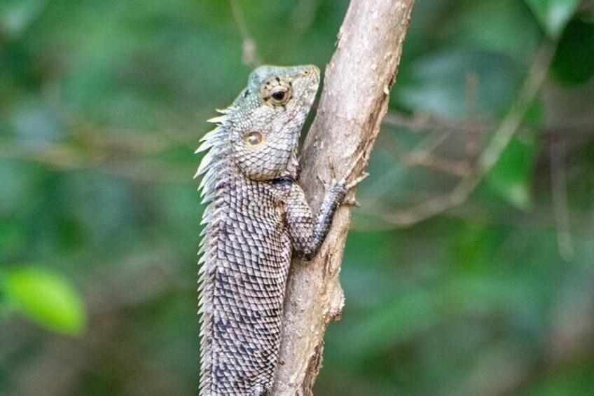 Un lagarto dragón barbudo aferrado a una rama de árbol en un entorno natural. 3