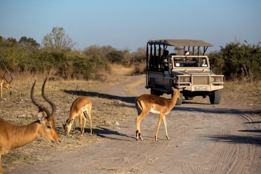 Un chemin de terre, un véhicule de safari et trois antilopes. 1