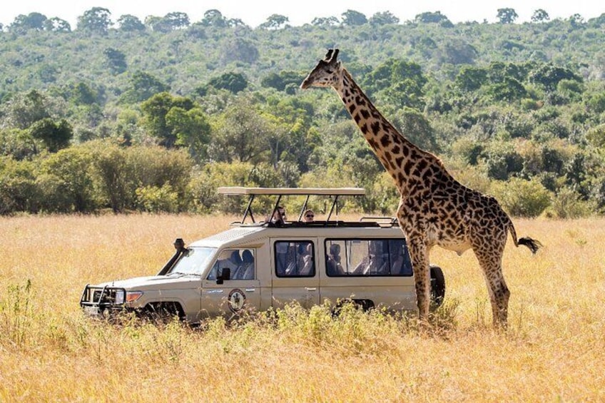 Un véhicule de safari transportant des passagers, avec une girafe se tenant à côté, dans un champ herbeux avec des arbres en arrière-plan. 4