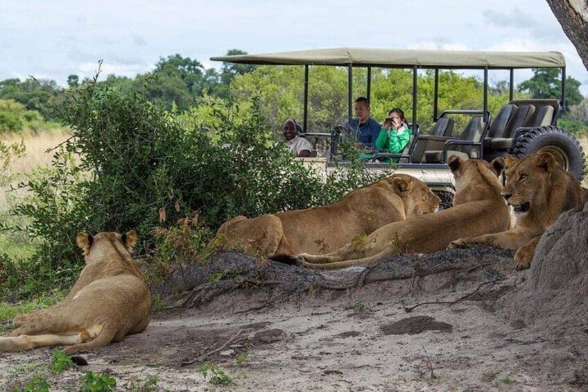 Un véhicule de safari dans lequel des personnes observent des lions se reposant au sol. 3
