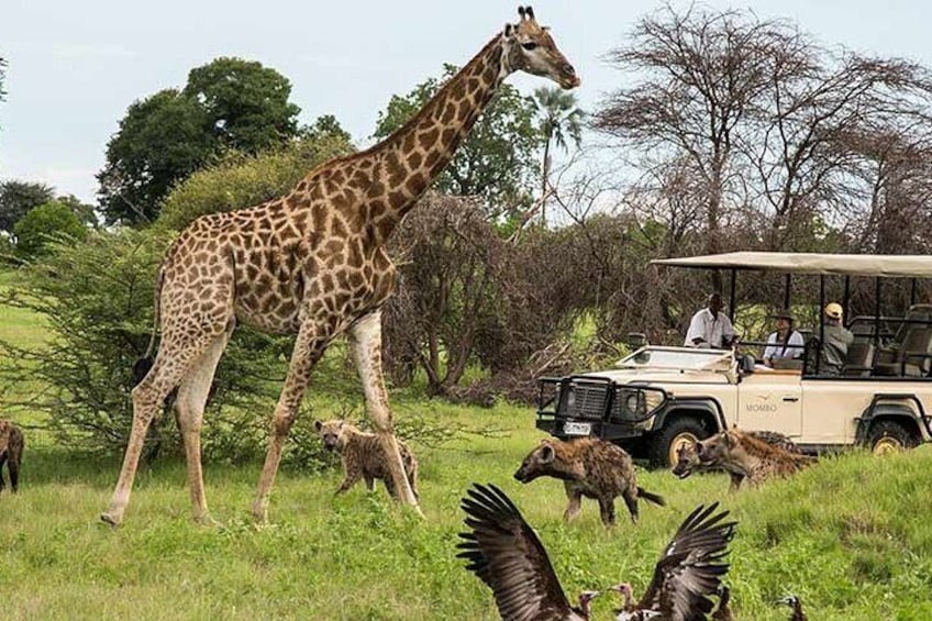 Une girafe, un véhicule de safari et un groupe d’oiseaux dans un champ herbeux. 2