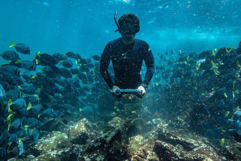 A diver surrounded by fish in a clear underwater environment. 3