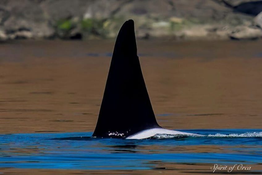 Port Townsend Wildlife Watching Boat Cruise 4