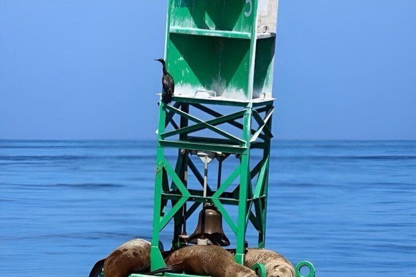 Port Townsend Wildlife Watching Cruise 4