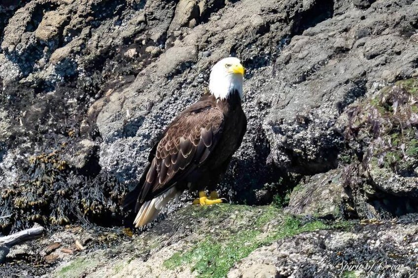 Port Townsend Wildlife Watching Boat Cruise 3