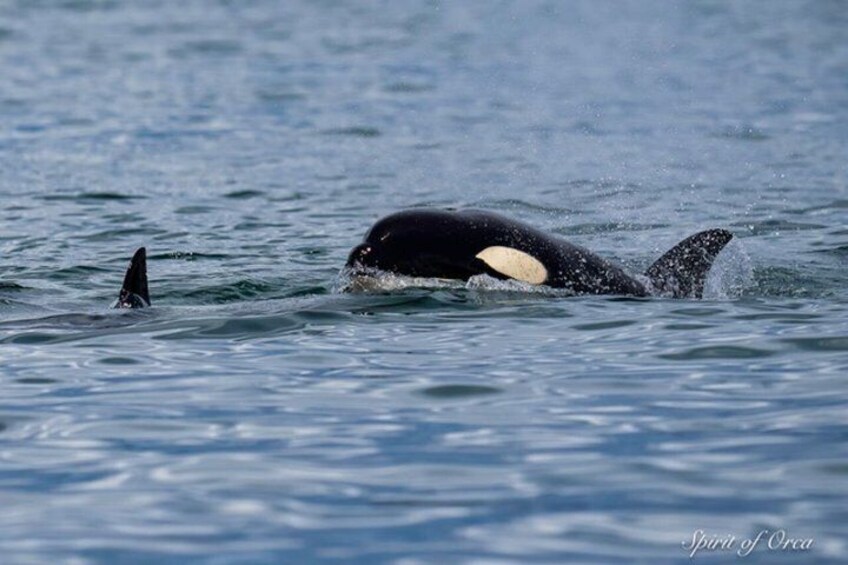 Port Townsend Wildlife Watching Cruise 3