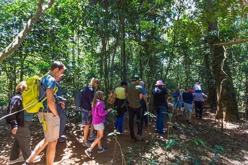 Kiambethu Tea Farm Tour From Nairobi 3