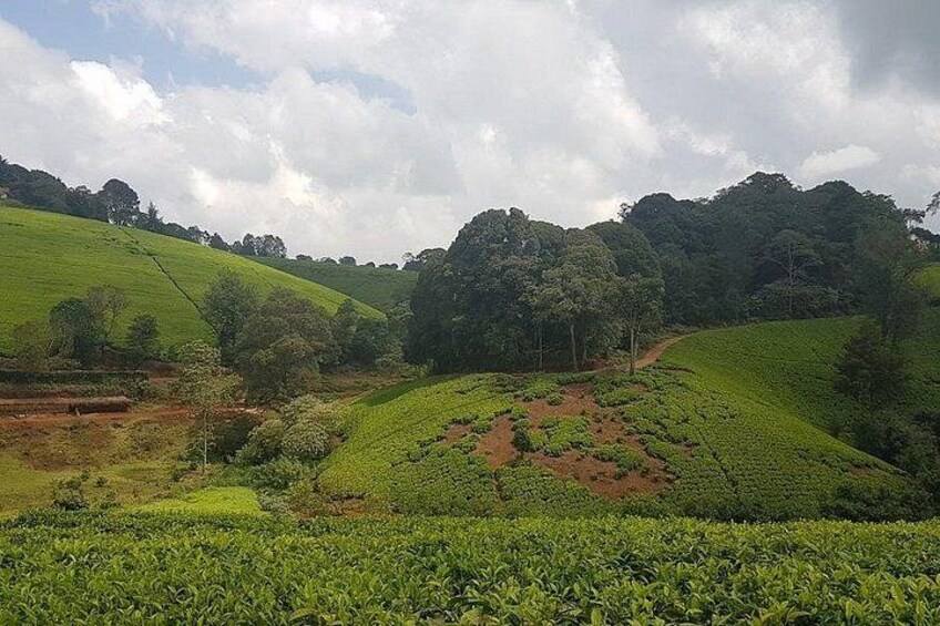 A hilly tea plantation with terraced fields and a forested hill in the background. 4