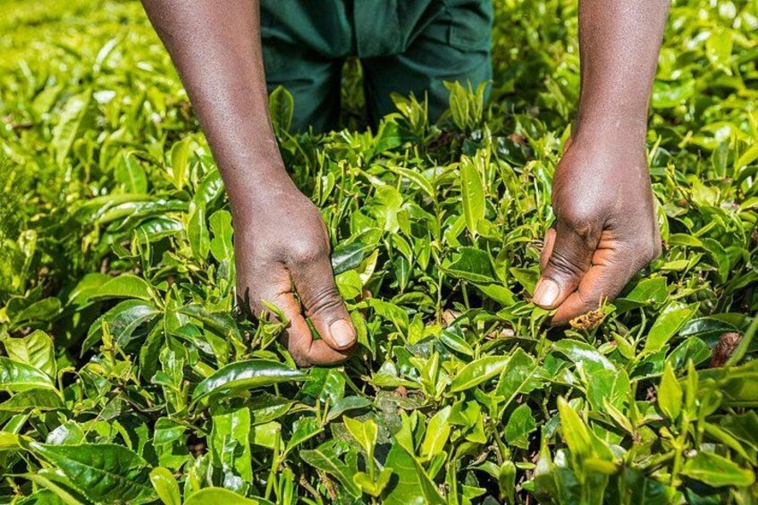 A pair of hands harvesting tea leaves. 2