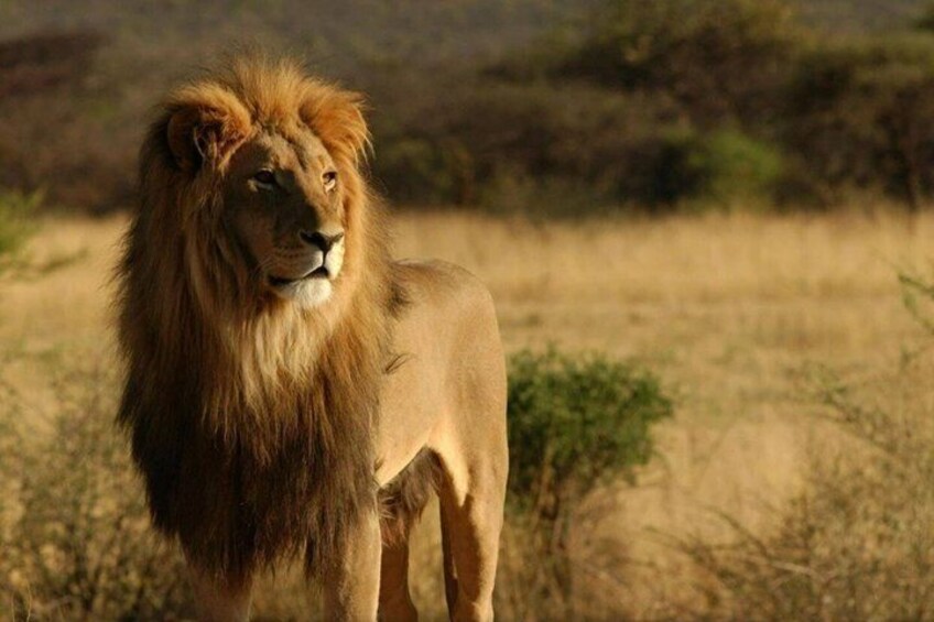 A lion standing in a grassy field with dry bushes in the background. 3