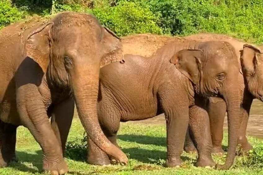 A group of elephants in a natural setting with greenery in the background. 1