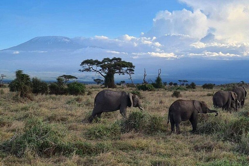5 Days Magical Kenya Safari Private Tour 2