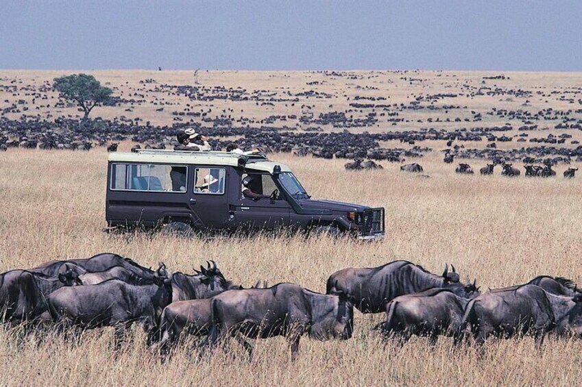 A safari vehicle with passengers observing a herd of wildebeests in a grassy savannah. 1