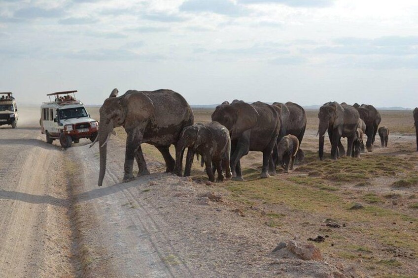 5 Days Magical Kenya Safari Private Tour 3