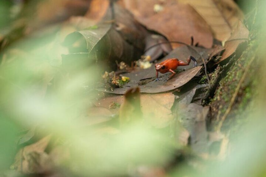 Seasonal Package of 3 Activities in Tortuguero with Breakfast 2
