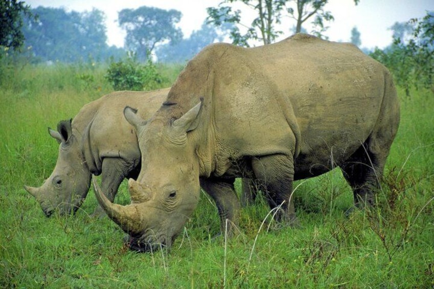 Two rhinoceroses grazing in a grassy field. 5