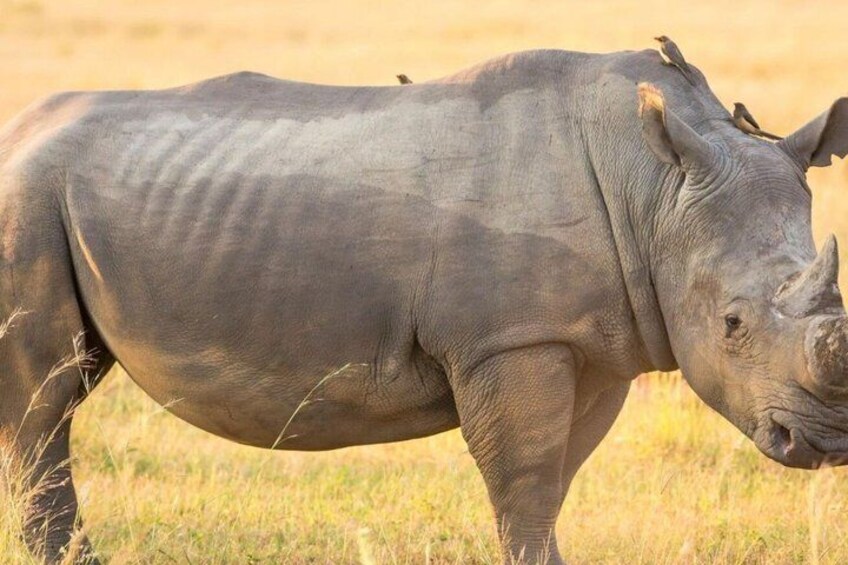 A rhinoceros with birds perched on its back in a grassy field. 3
