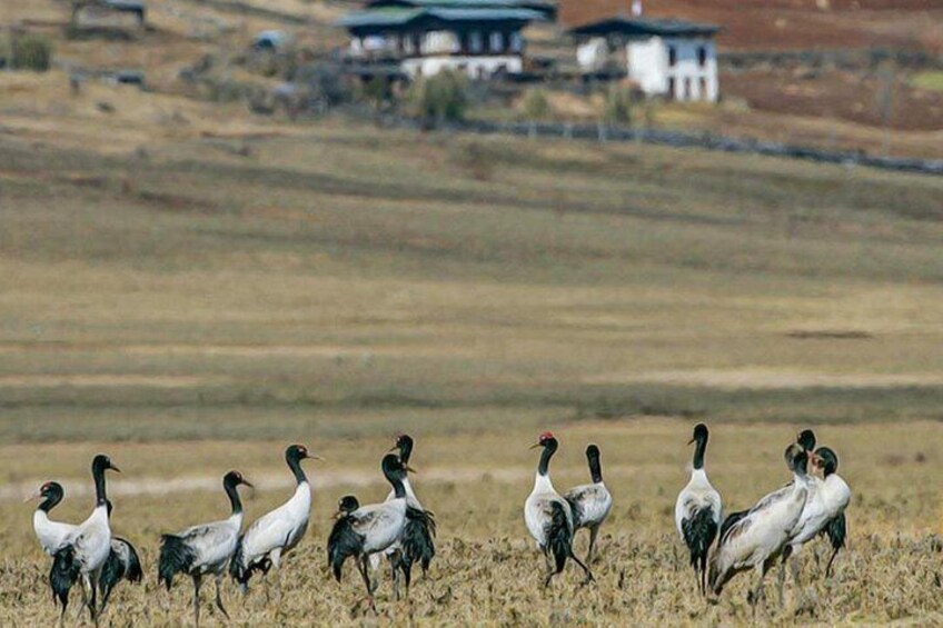 A group of birds in a field with houses in the background. 4
