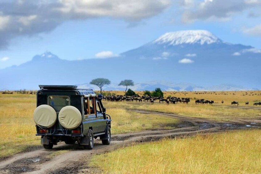 Multi Day Breathtaking Kenya Wildlife Private Safari 4