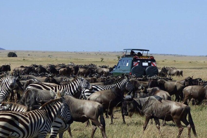 Multi Day Breathtaking Kenya Wildlife Private Safari 3
