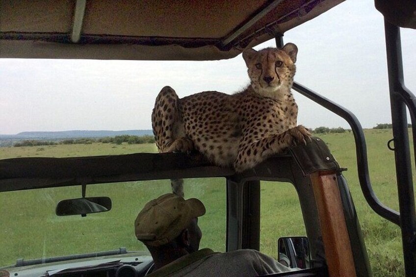 Multi Day Breathtaking Kenya Wildlife Private Safari 5