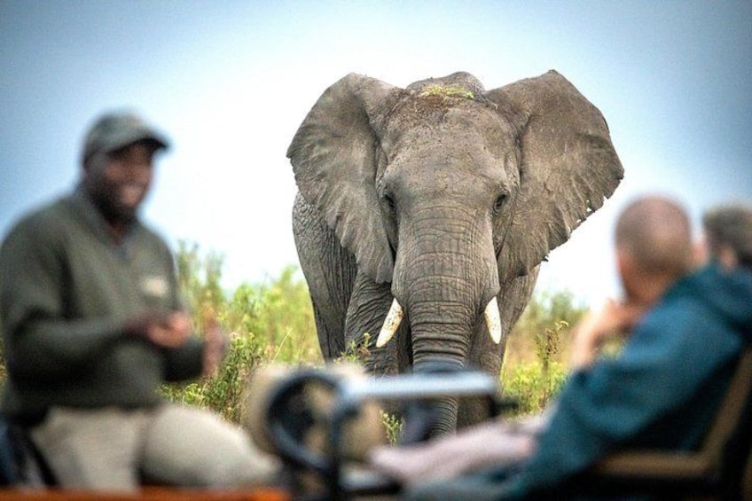 An elephant, a man in a hat, and two people seated in a vehicle. 1