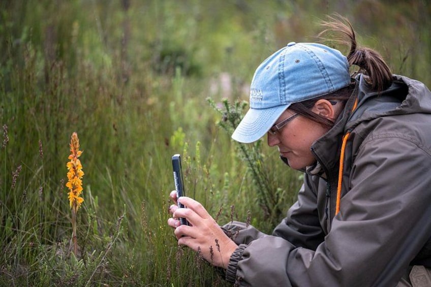 A person using a smartphone in a natural setting with tall grasses and wildflowers. 5