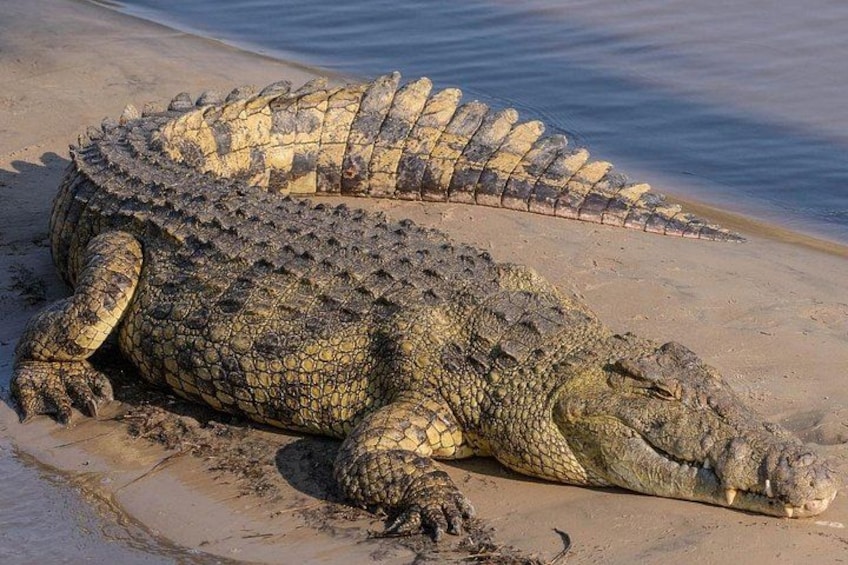 A crocodile lying on a sandy beach near water. 2