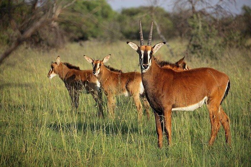 A group of antelopes in a grassy field. 2