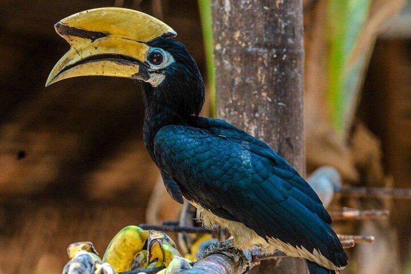 A toucan with a large yellow beak perched on a branch. 2