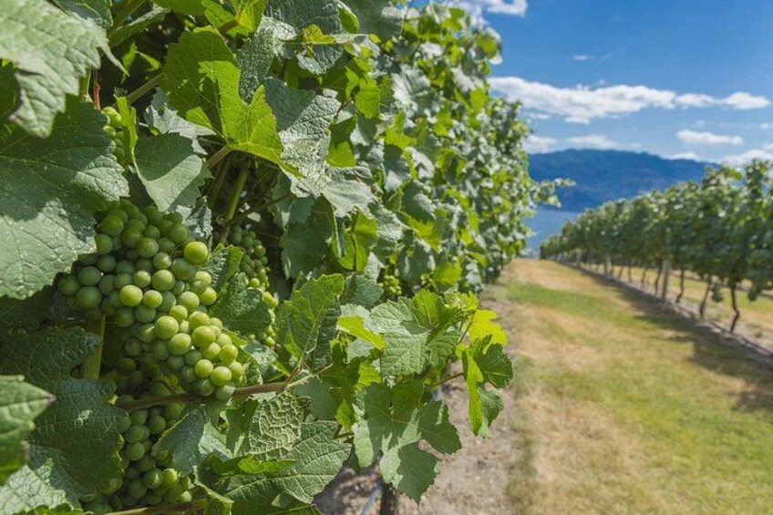 En vingård med rækker af vinranker og et bjergrigt landskab i baggrunden. 3