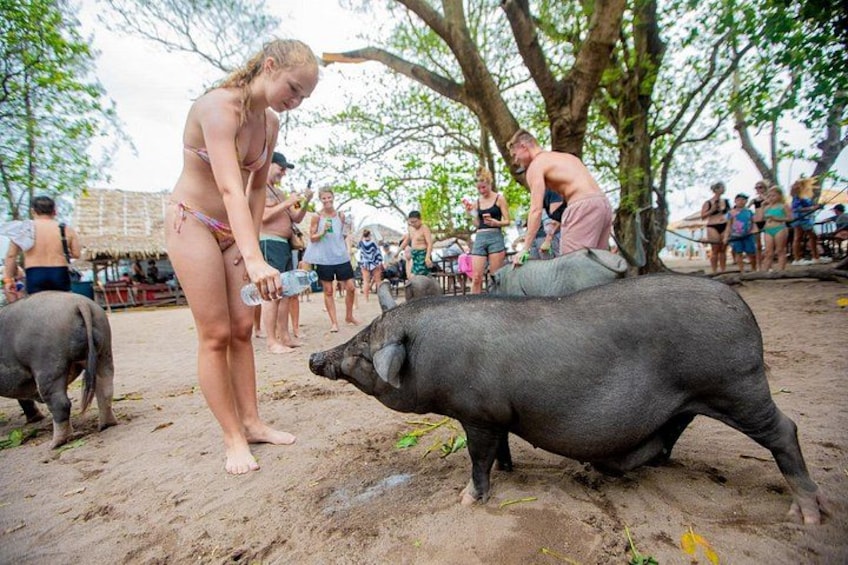 Koh Samui Pig Island Snorkeling by Private Longtail Boat 1