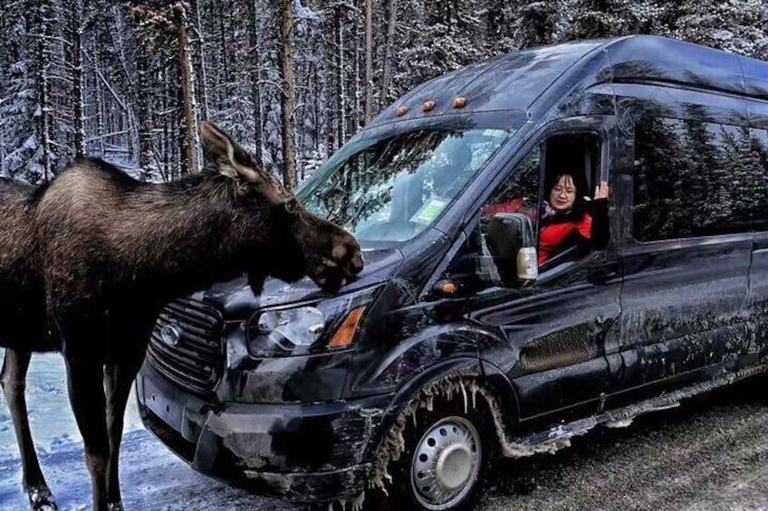 Banff/Canmore: Moraine Lake and Lake Louise Shuttle-90m each lake 2