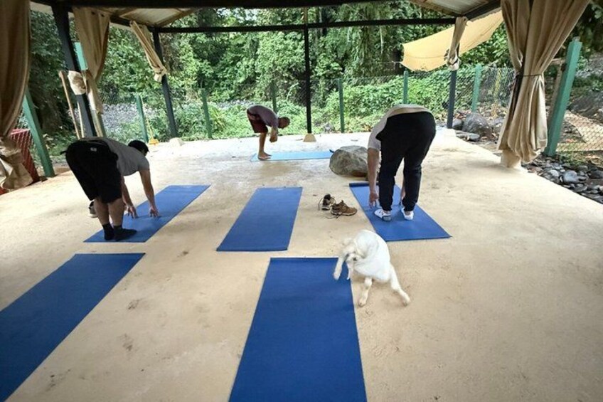 Des personnes pratiquent le yoga sur des tapis, en plein air, dans un endroit agrémenté d’arbres et doté d’un espace abrité. 4