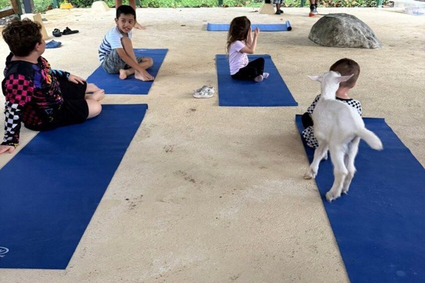 Des personnes assises sur des tapis bleus à l’extérieur, une chèvre blanche et un grand rocher. 2