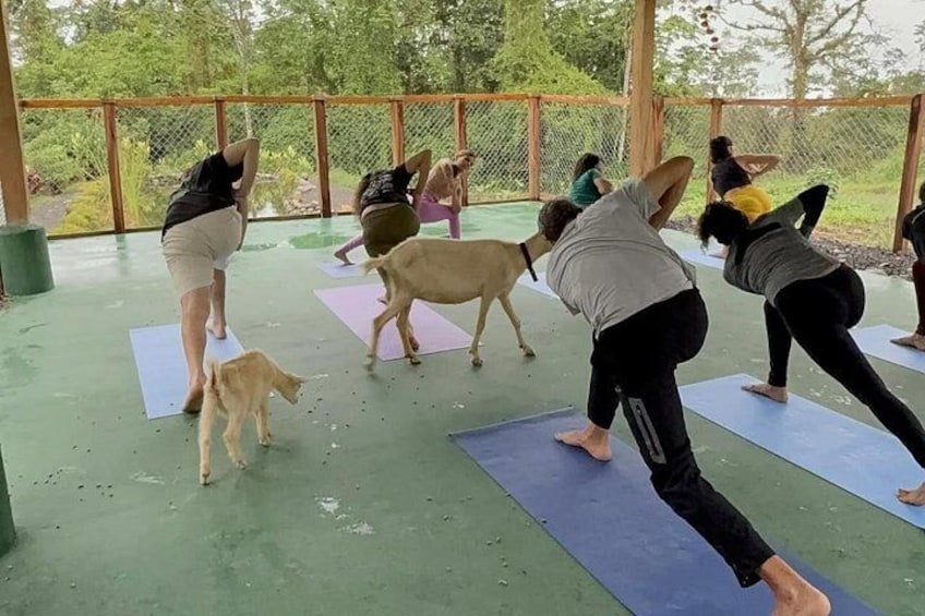 Un gruppo di persone su tappetini da yoga all'aperto, con un cane in primo piano. 3