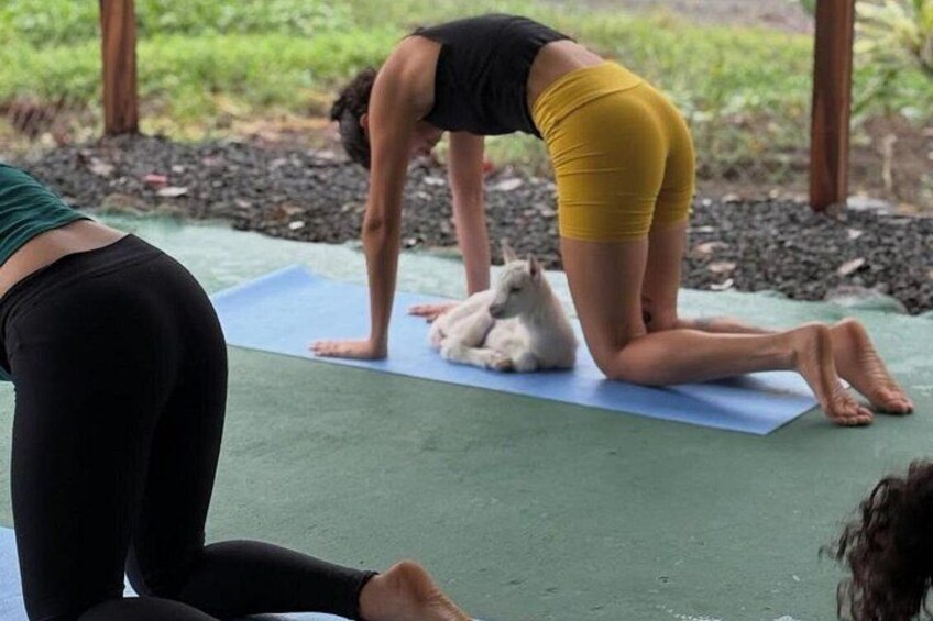 Una persona esegue una posa yoga su un tappetino, con un cane nelle vicinanze. 2