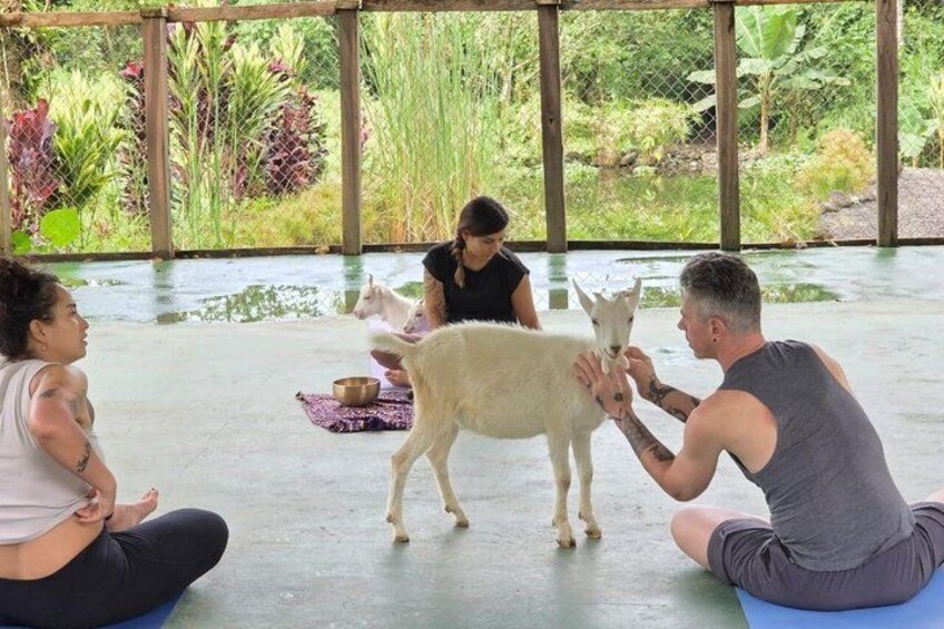Un groupe de personnes pratiquant le yoga, avec une chèvre au centre. 5
