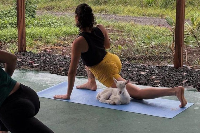 Una persona esegue una posa yoga su un tappetino, con un piccolo cane bianco nelle vicinanze. 1