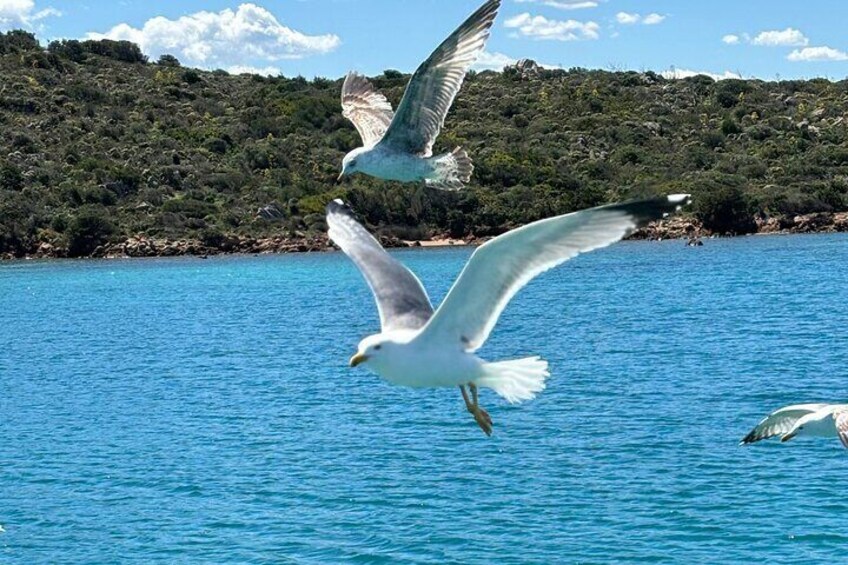 Seagulls flying over a body of water with a hilly landscape in the background. 2