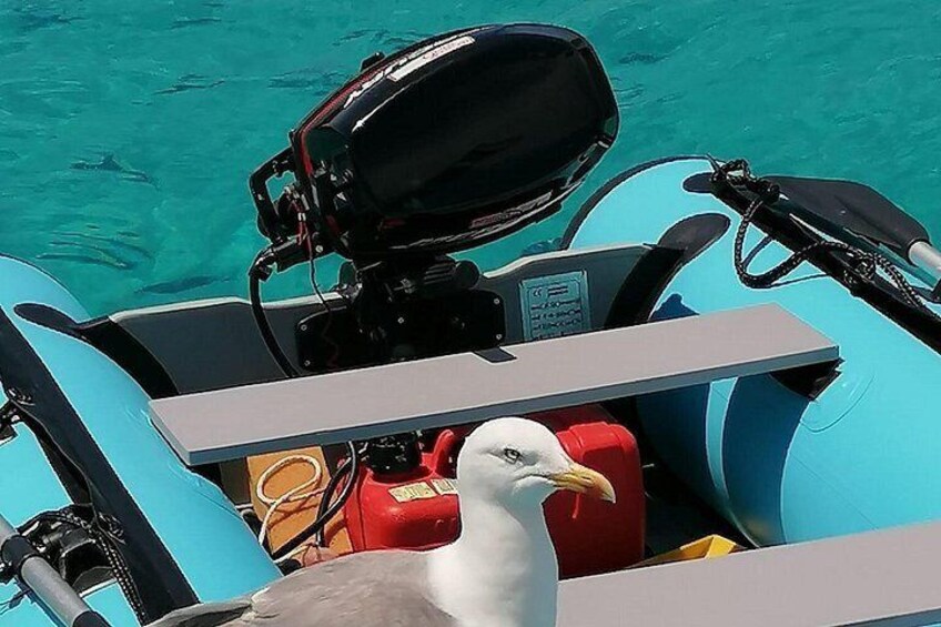 A seagull on a boat with a motor and red fuel tank. 2