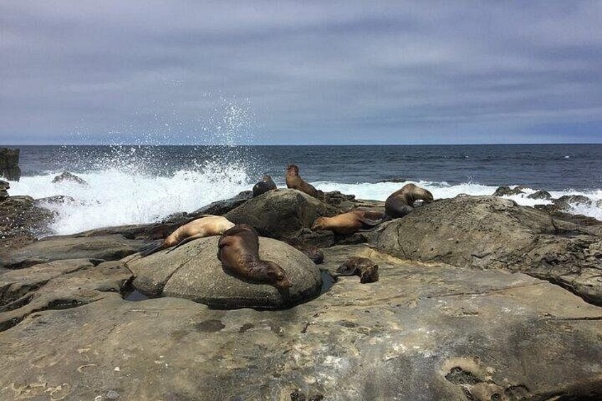 Robben ruhen auf Felsen am Meer. 1