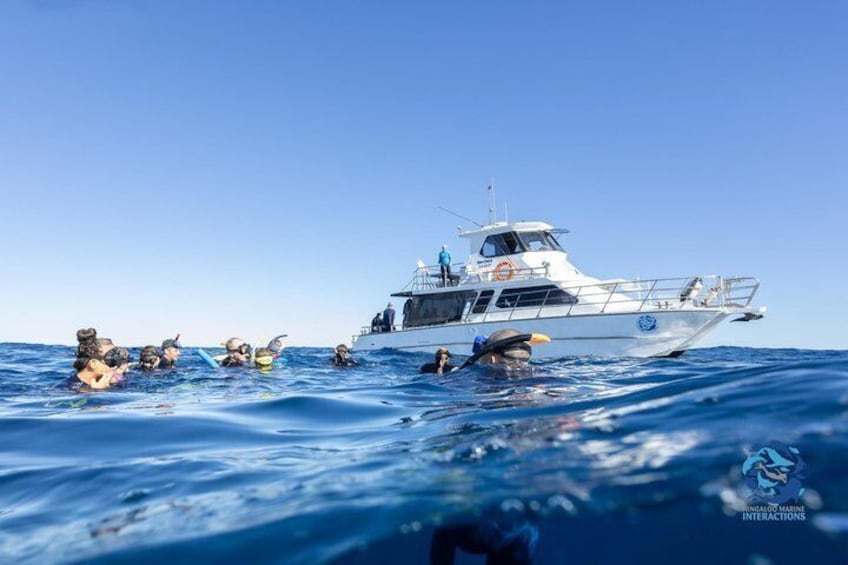 Snorkel with Giants at Ningaloo Reef 2
