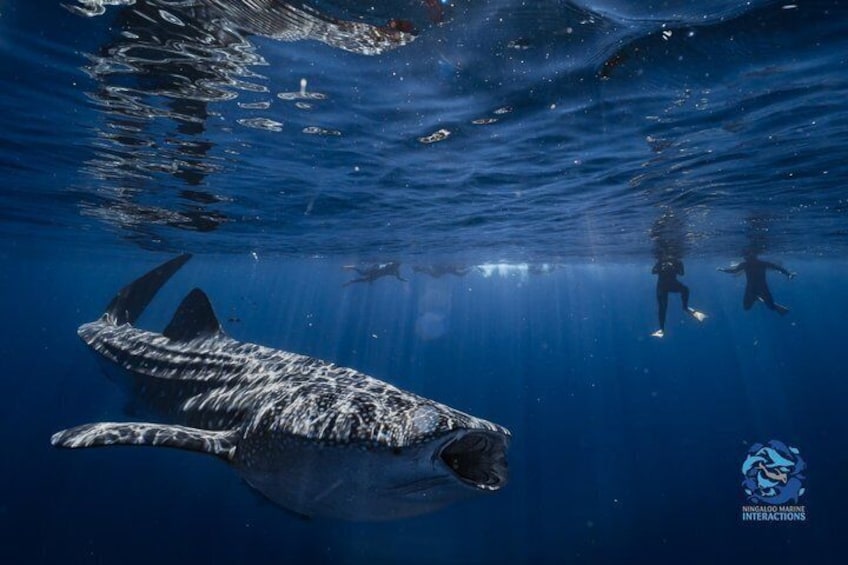 Snorkel with Giants at Ningaloo Reef 1