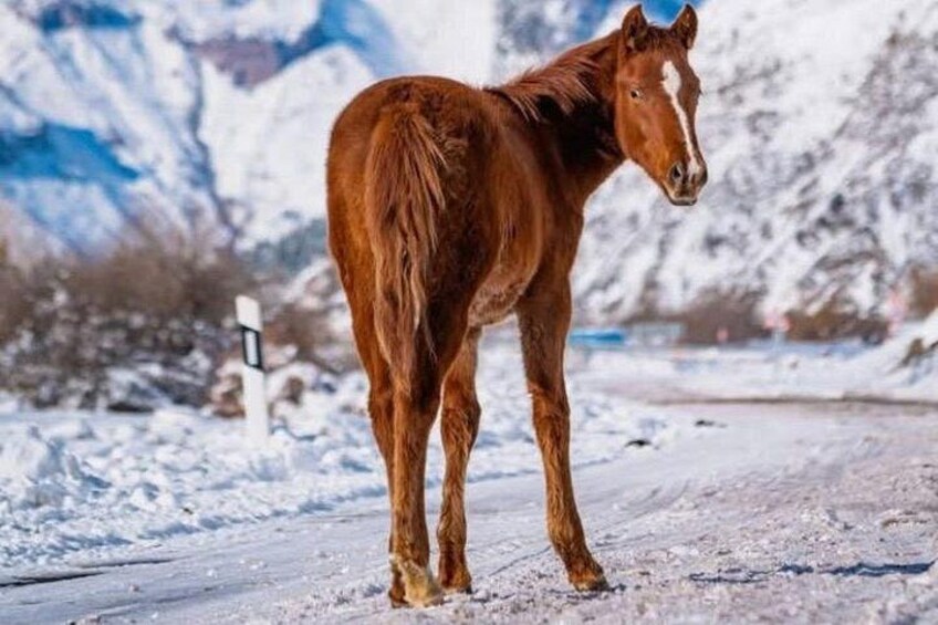 A brown horse standing on a snow-covered road with mountains in the background. 3