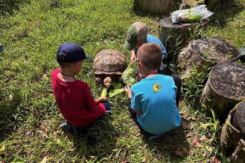 Børn leger med en skildpadde i en græsset udendørs omgivelser. 2