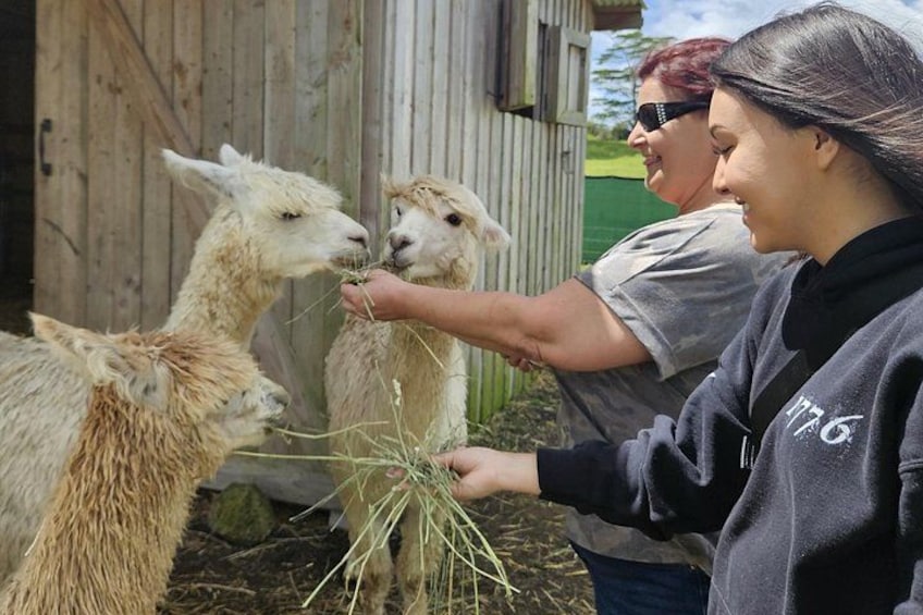 A person feeding llamas in a barn. 5