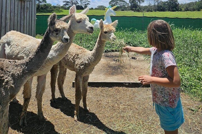 Ranch Tour & Animal Encounters 4
