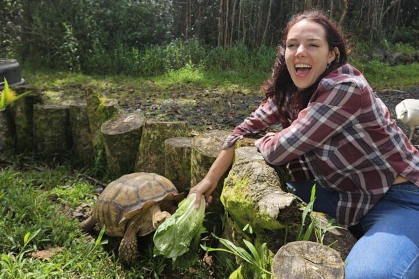 A person interacting with a tortoise in a natural setting with trees and logs. 3