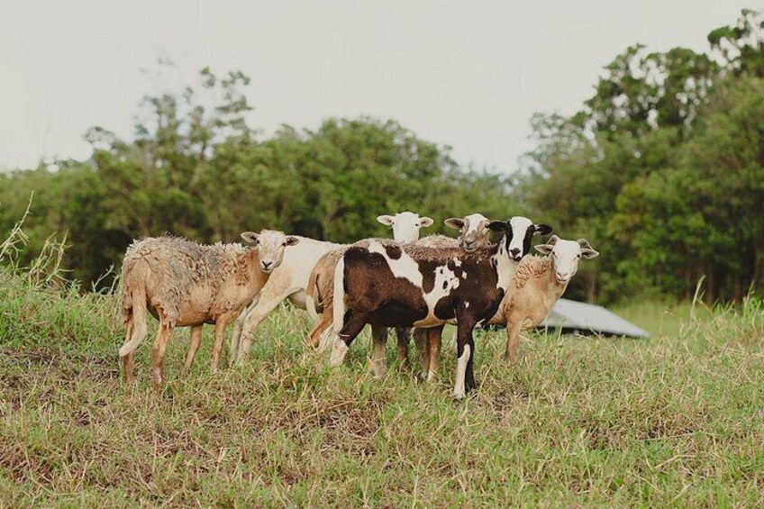 Ranch Tour & Animal Encounters 4